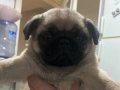 YAVRU ERKEK PUGG
