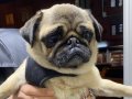 8 aylık dişi pug