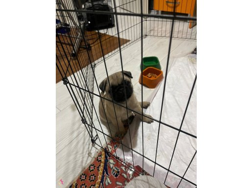 Pug yavru eşyalarıyla birliktr verilcek