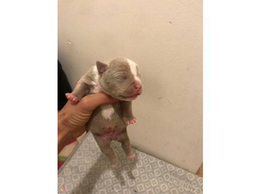 Amerikan bully exotic 