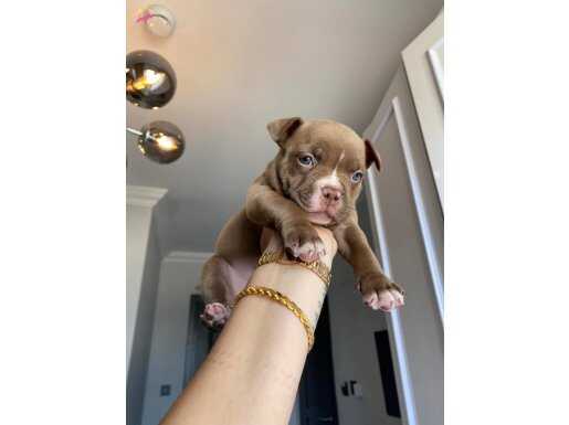 Exotic bully yavrulamız 