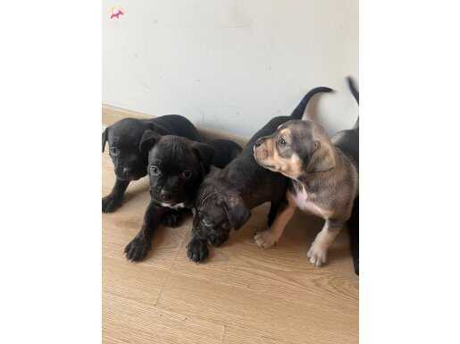 American bully packet