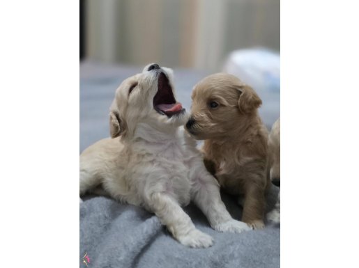 Sütlaç ve Toffinin bebişleri 