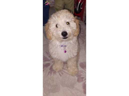 MİNYATÜR POODLE LOKUM