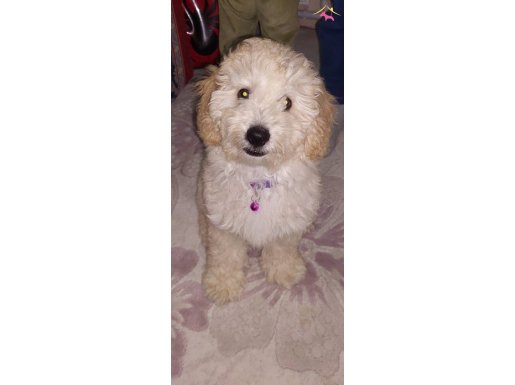 MİNYATÜR POODLE - LOKUM