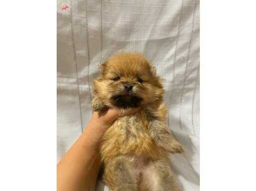 Üst kalite pomerian boo