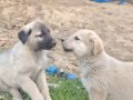 Yavru Sivas kangal.disi ve erkek