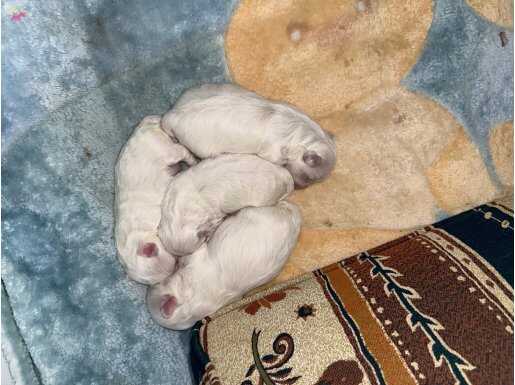 Yeni Yavrular 0 Numara