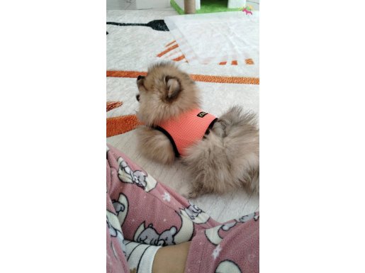 3 aylık pomeranian eğitimli