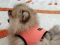 3 aylık pomeranian eğitimli