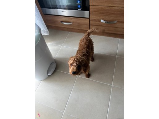 2,5 aylık müthiş zeki toy poddle