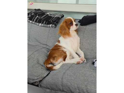 6 Aylık Cavalier King Charles