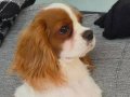 6 Aylık Cavalier King Charles