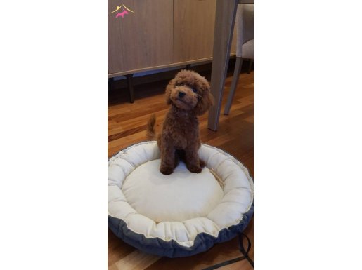 BAKIMLI TEMİZ YAVRU