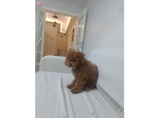 5 aylık dişi toy poodle eğitimli. 