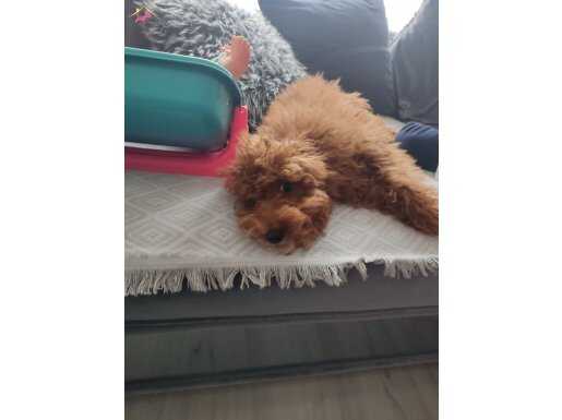 5 aylık aşıları tam dişi TOY POODLE 
