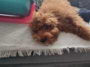 5 aylık aşıları tam dişi TOY POODLE 