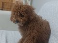 5 aylık dişi toy poodle eğitimli. 