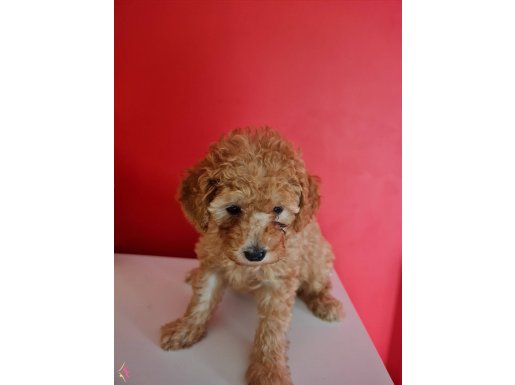 Bebişimiz satılık