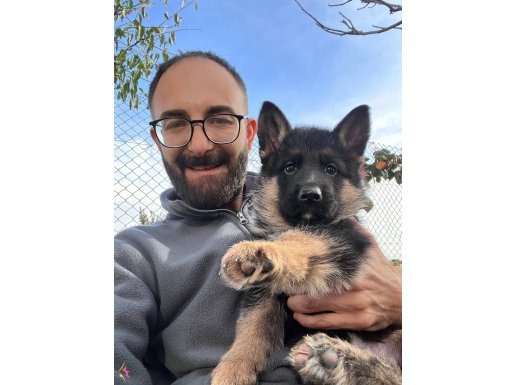 Premium secereli alman kurdu yavruları