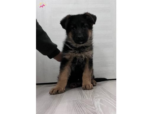 Premium şecereli alman çoban yavruları 
