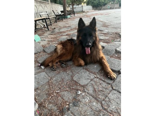 Alman çoban köpeği showline