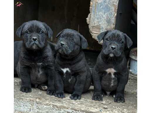 DEV CANE CORSO YAVRULARI