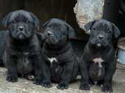 DEV CANE CORSO YAVRULARI