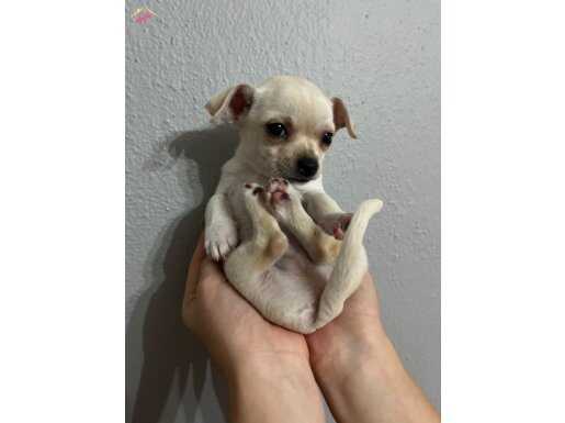 3.5 aylık orjinal şivava yavrumuz