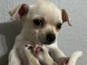 3.5 aylık orjinal şivava yavrumuz