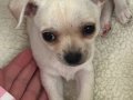 3.5 Aylık yavru chihuahua