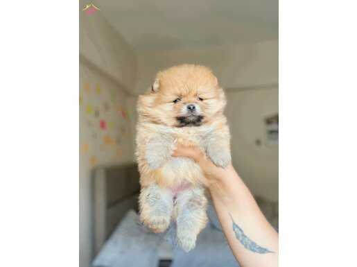 Üst kalite bebeklerimiz