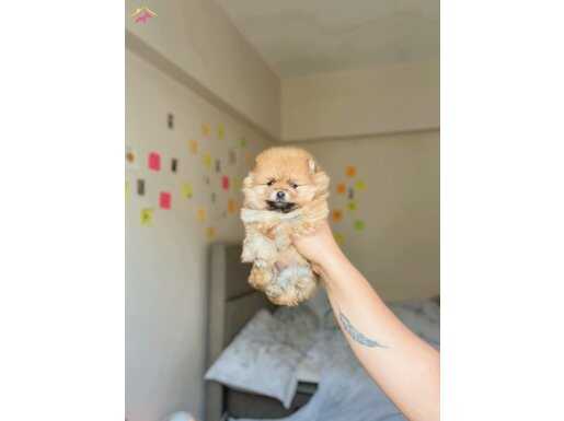 Tea cup oomerian boo bebeklerimiz