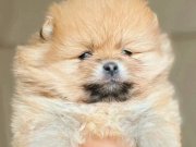 Üst kalite bebeklerimiz