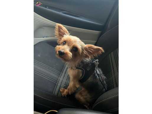 Yorkshire Terrier sağlıklı 4 yaşında