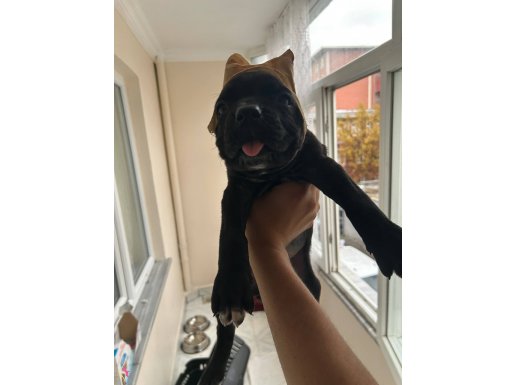 estetikli cane corso yavrusu