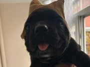 estetikli cane corso yavrusu