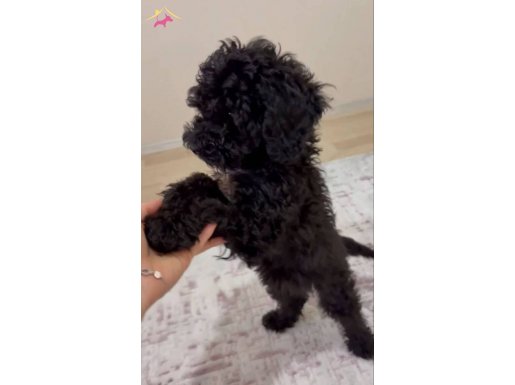 Dobby'e yuva olur musun ?