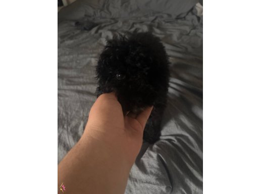 3 aylık siyah toy poodle