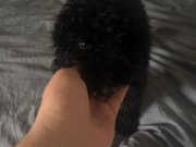 3 aylık siyah toy poodle