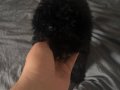 3 aylık siyah toy poodle