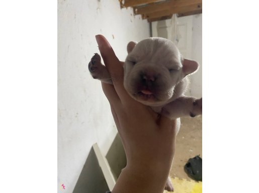 REZERVEYE AÇIK A KALİTE KUSURSUZ FRENCH BEBEKLER İLANDA