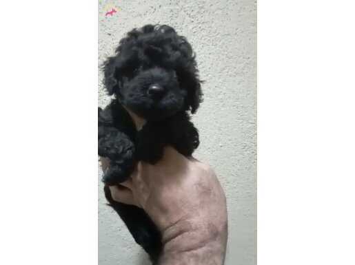 SİYAH TOY POODLE