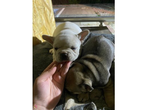 SECERELİ ANNE BABADAN A KALİTE FRENCH