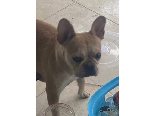 2 yaş French Buldog dişi 