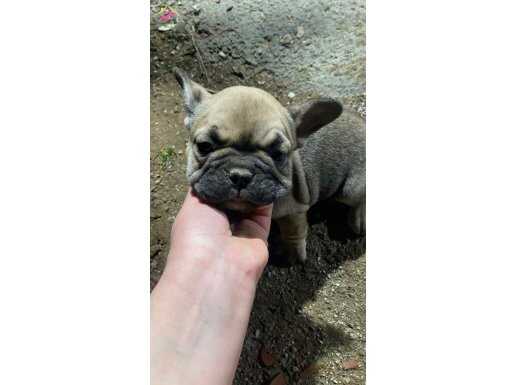 GRİ RENK NADİR YAVRU FRENCH DİŞİ