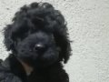 SİYAH TOY POODLE