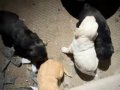 MALTİPOO BEBEKLER İSTER ELDEN İSTER GÖNDERİM