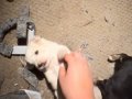 MALTİPOO BEBEKLER İSTER ELDEN İSTER GÖNDERİM