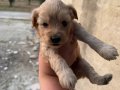 MALTİPOO BEBEKLER İSTER ELDEN İSTER GÖNDERİM